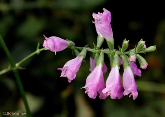 sepals or bracts of Physostegia virginiana ssp. virginiana, Northern Obedient-plant, False Dragonhead, Obedient-plant