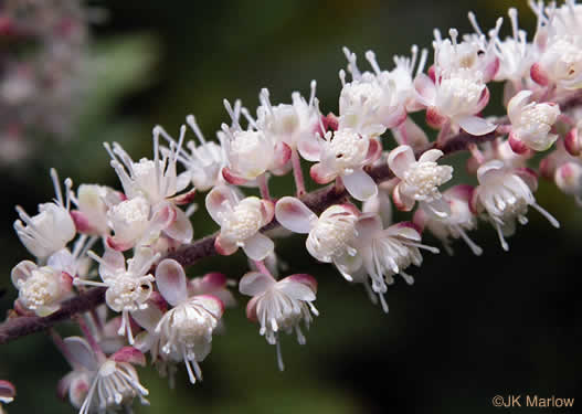 sepals or bracts of Actaea racemosa, Common Black Cohosh, Early Black Cohosh, Black Snakeroot