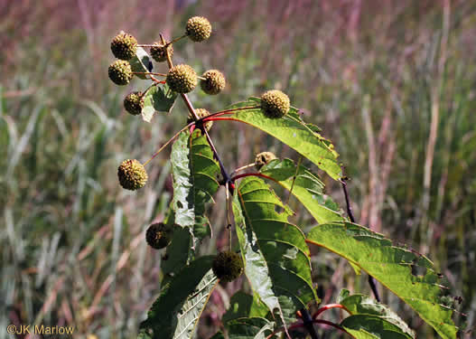 image of Cephalanthus occidentalis, Buttonbush