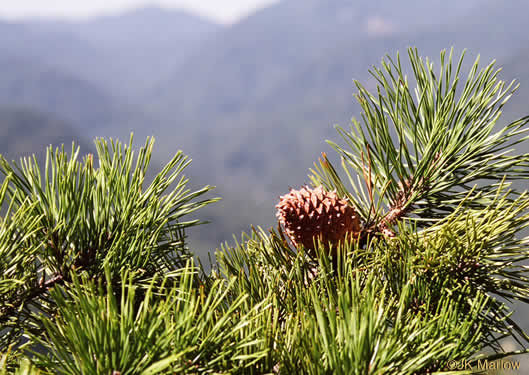fruit of Pinus pungens, Table Mountain Pine, Burr Pine, Hickory Pine