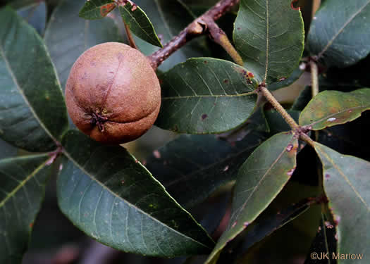 image of Carya tomentosa, Mockernut Hickory, White Hickory