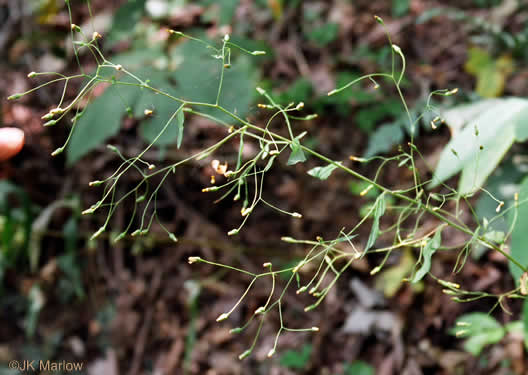 image of Hieracium paniculatum, Leafy Hawkweed, Panicled Hawkweed, Allegheny Hawkweed