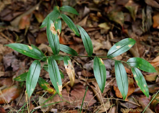 Uvularia puberula, Mountain Bellwort, Appalachian Bellwort, Carolina Bellwort