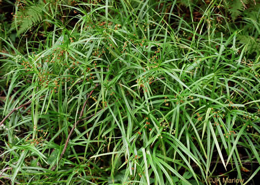 image of Scirpus polyphyllus, Leafy Bulrush