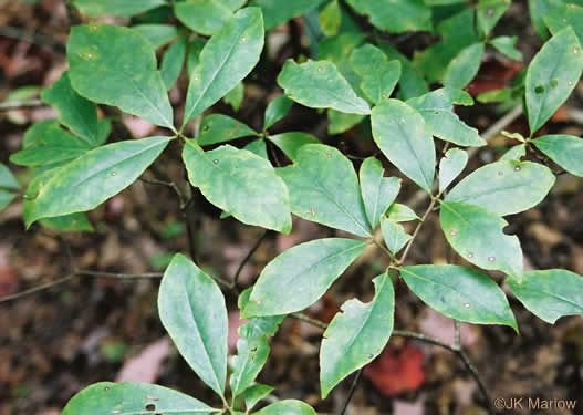 image of Symplocos tinctoria, Horsesugar, Sweetleaf, Dyebush