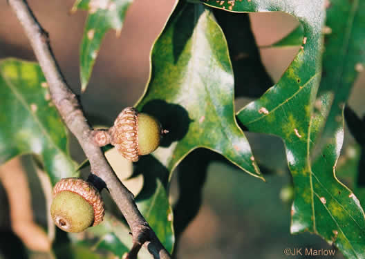 image of Quercus falcata, Southern Red Oak, Spanish Oak