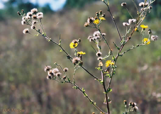 image of Heterotheca subaxillaris, Camphorweed