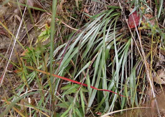 image of Pityopsis aspera var. adenolepis, Carolina Silkgrass, Pineland Silkgrass, Grassleaf Goldenaster