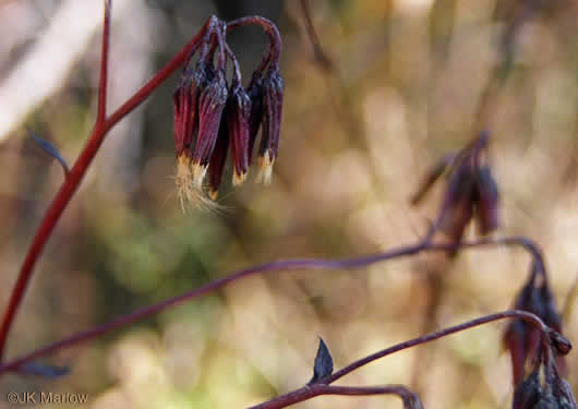 image of Nabalus trifoliolatus, Gall-of-the-earth, Three-leaved Rattlesnake-root