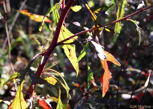 image of Nabalus trifoliolatus, Gall-of-the-earth, Three-leaved Rattlesnake-root