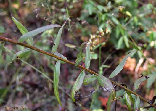 image of Solidago odora, Licorice Goldenrod, Sweet Goldenrod, Anise Goldenrod, Anise-scented Goldenrod