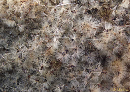 image of Pityopsis nervosa, Common Silkgrass, Grassleaf Goldenaster