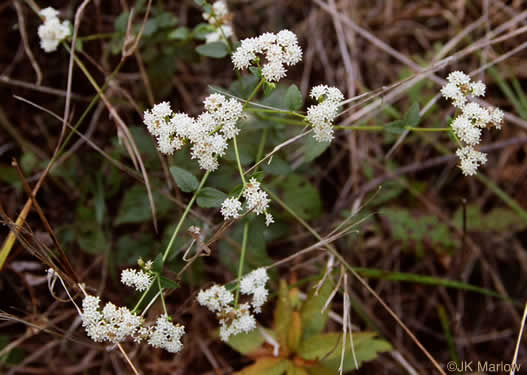 image of Ageratina aromatica, Small-leaved White Snakeroot, Aromatic Snakeroot, Wild-hoarhound, Small White Snakeroot