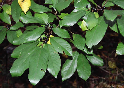 image of Frangula caroliniana, Carolina Buckthorn, Polecat-tree, Indian Currant, Indian-cherry