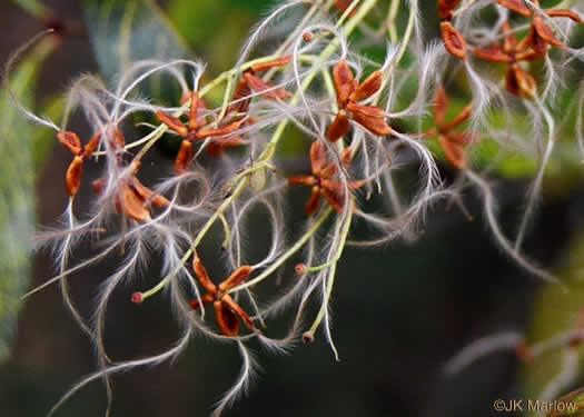 Clematis terniflora, Sweet Autumn Clematis, Yam-leaved Clematis, Sweet Autumn Virgin's Bower, Japanese Virgin's-bower