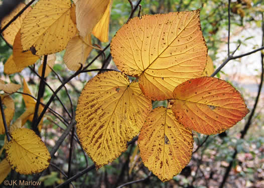 image of Viburnum lantanoides, Witch Hobble, Moosewood, Hobblebush, Tangle-legs