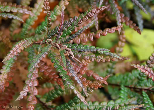 image of Comptonia peregrina, Sweet-fern