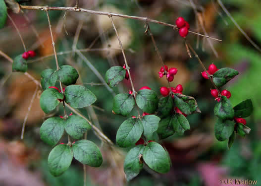 image of Symphoricarpos orbiculatus, Coralberry, Indian Currant, Buckbrush