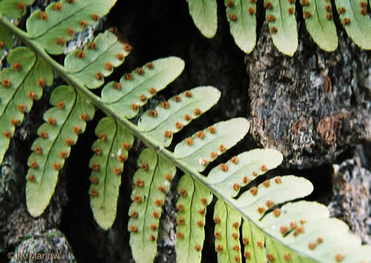 image of Dryopteris marginalis, Marginal Wood-fern, Marginal Shield Fern