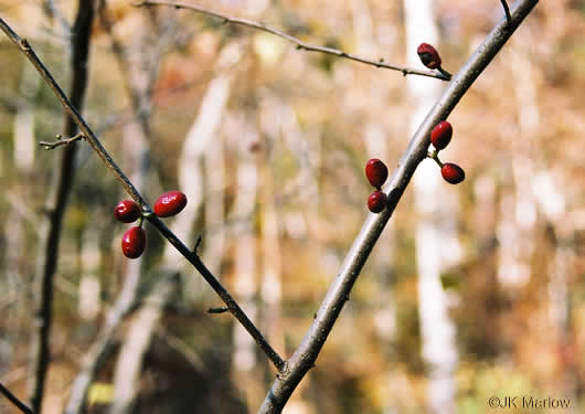 image of Lindera benzoin, Northern Spicebush, Wild Allspice