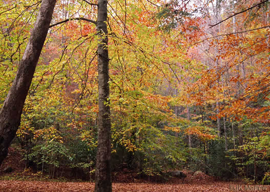 image of Fagus grandifolia +, American Beech