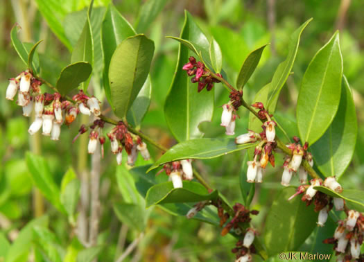 image of Lyonia lucida, Shining Fetterbush, Lyonia, Hemleaf