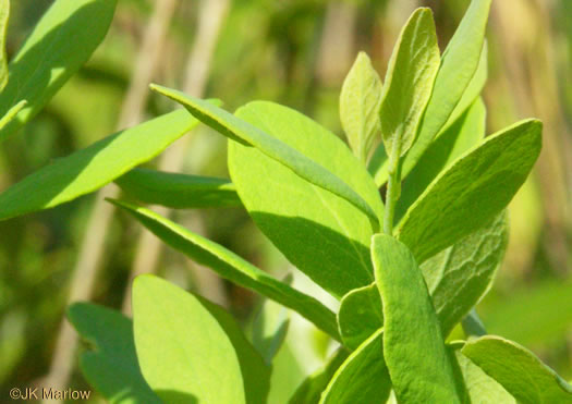 image of Gaylussacia frondosa, Dangleberry