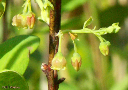 image of Gaylussacia frondosa, Dangleberry
