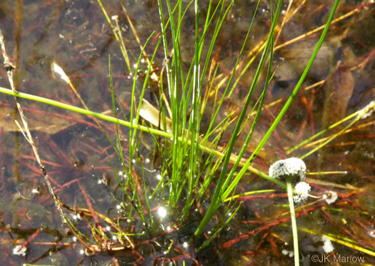 image of Rhynchospora harperi, Harper's Beaksedge