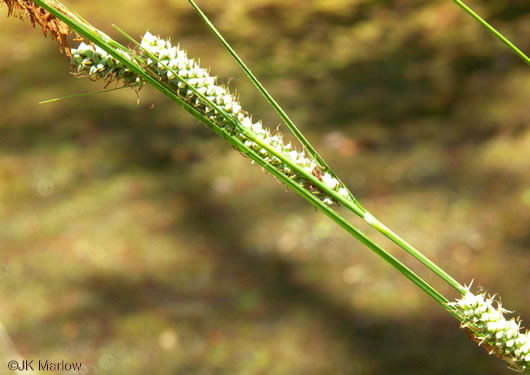image of Carex verrucosa, Warty Sedge
