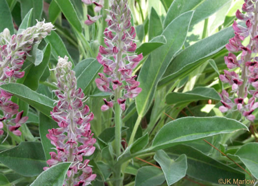 image of Lupinus villosus, Lady Lupine, Pink Sandhill Lupine