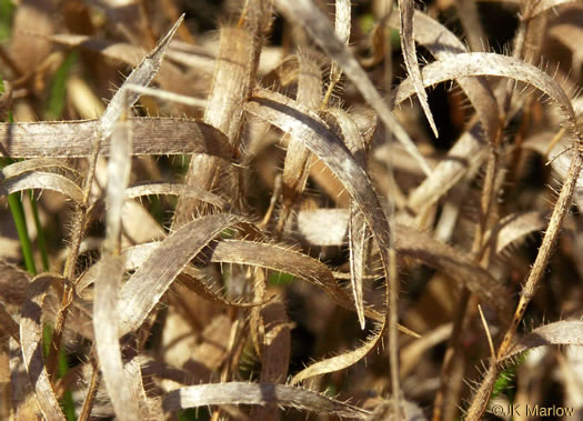 image of Amphicarpum amphicarpon, Pinebarrens Peanut-grass, Pinebarrens Goober-grass, New Jersey Goober-grass