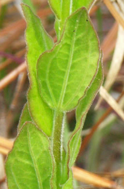 image of Schwalbea americana, American Chaffseed