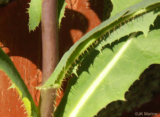 image of Lactuca serriola, Prickly Lettuce