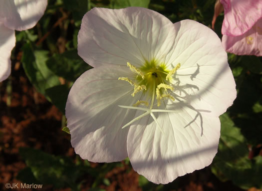 image of Oenothera speciosa, Showy Evening Primrose, White Evening Primrose, Pink-ladies, Pink Evening Primrose