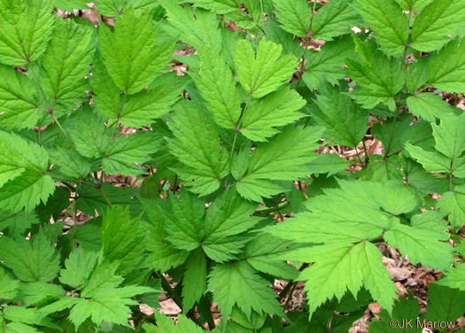 leaf or frond of Actaea podocarpa, Mountain Black Cohosh, American Cohosh, Late Black Cohosh
