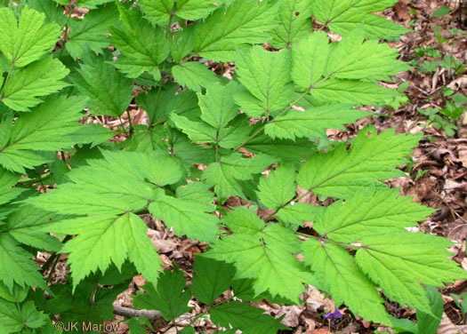 image of Actaea podocarpa, Mountain Black Cohosh, American Cohosh, Late Black Cohosh