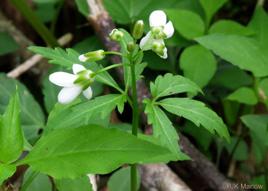 sepals or bracts of Cardamine diphylla, Broadleaf Toothwort, Crinkleroot, Pepperroot, Two-leaved Toothwort
