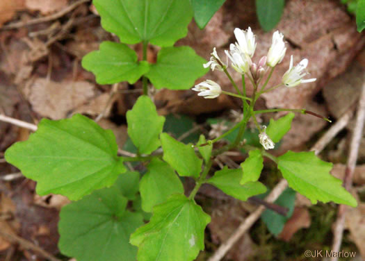 leaf or frond of Cardamine clematitis, Mountain Bittercress, Clematis-leaved Bittercress