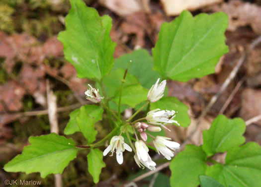 flower of Cardamine clematitis, Mountain Bittercress, Clematis-leaved Bittercress