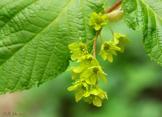 Acer pensylvanicum, Striped Maple, Moosewood