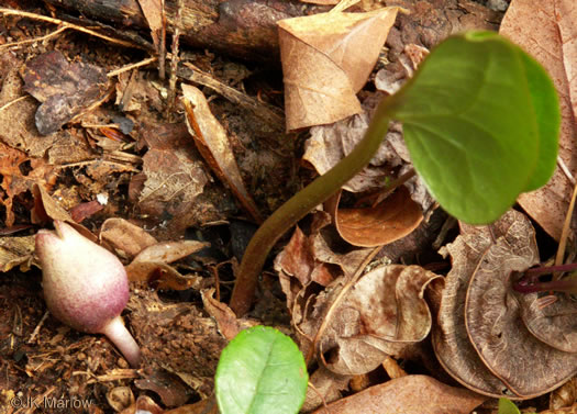 image of Hexastylis arifolia var. ruthii, Appalachian Little Brown Jug