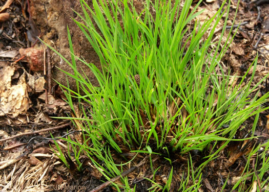 image of Sporobolus heterolepis, Prairie Dropseed