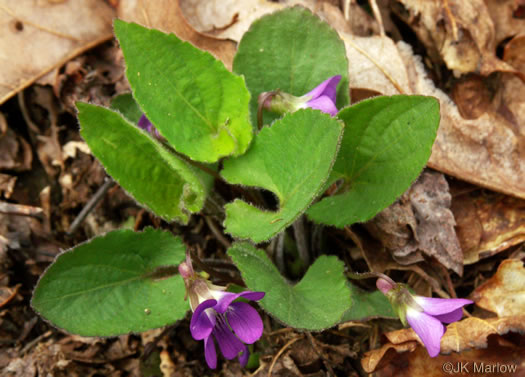 image of Viola sagittata, Arrowleaf Violet, Arrowhead Violet
