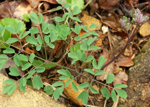 leaf or frond of Thalictrum macrostylum, Small-flowered Meadowrue, Small-leaved Meadowrue