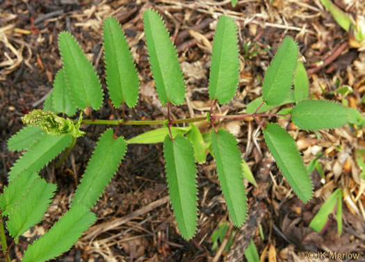 image of Sanguisorba canadensis, Canada Burnet, American Burnet, White Burnet