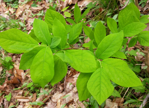 image of Dirca palustris, Eastern Leatherwood, Leatherbark, Wicopee, Rope-bark