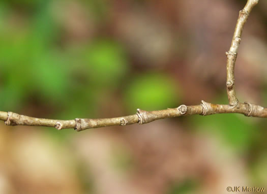 image of Dirca palustris, Eastern Leatherwood, Leatherbark, Wicopee, Rope-bark