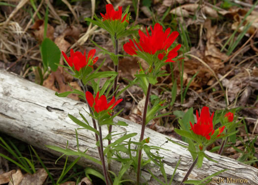 image of Castilleja coccinea, Eastern Indian Paintbrush, Scarlet Indian Paintbrush, Eastern Paintbrush