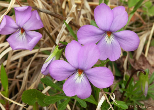 image of Viola pedata var. pedata, Common Birdsfoot Violet